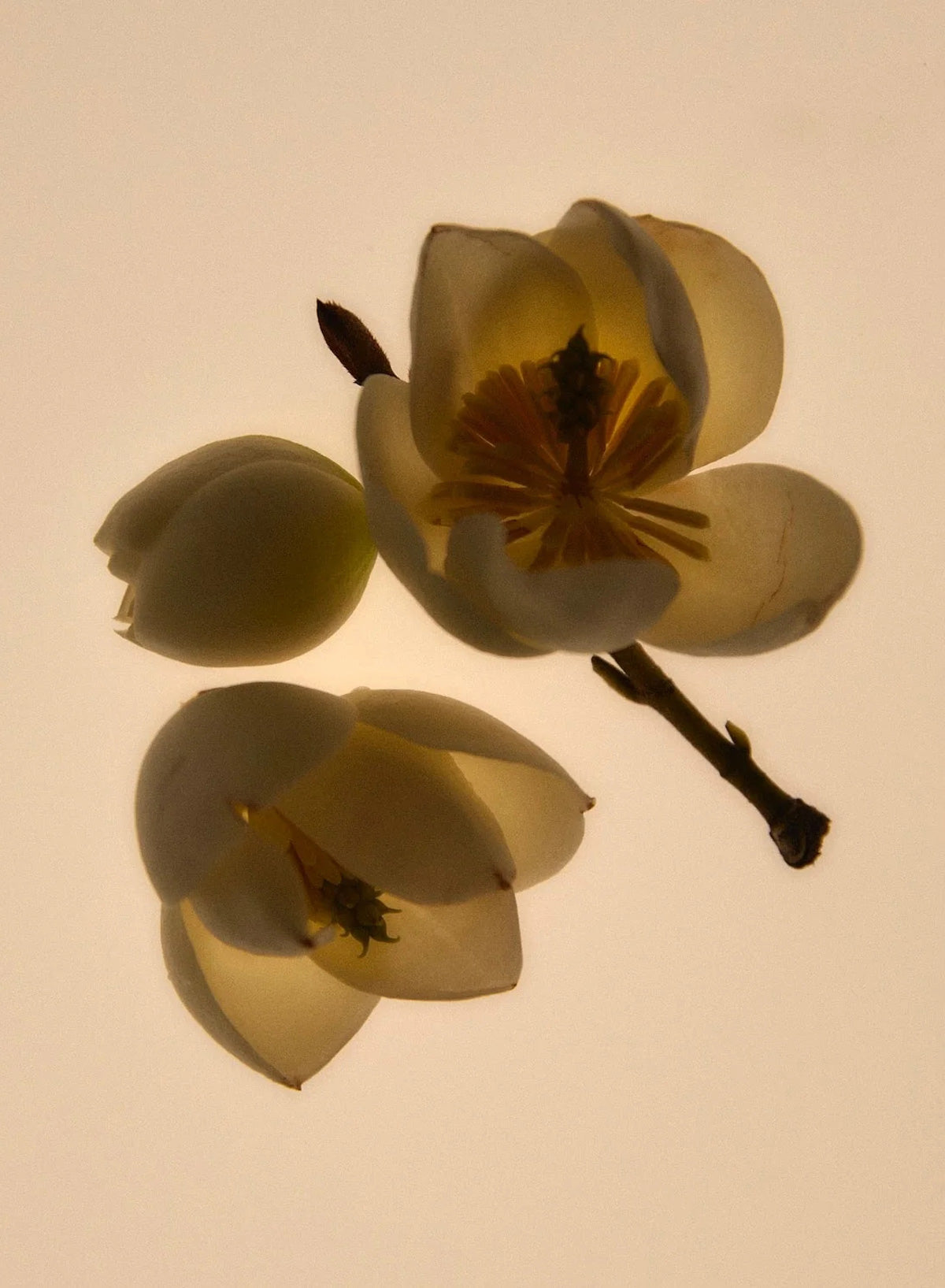 Green Cedar, 6ml - Abel