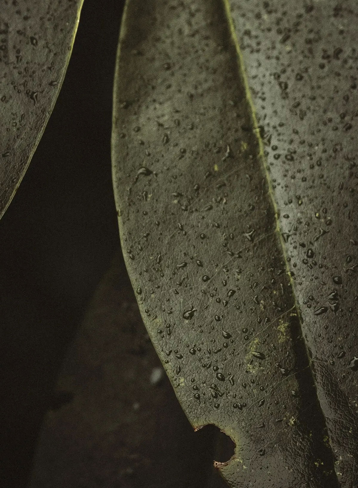 Body Wash, Herbarium, 375 ml - Frama