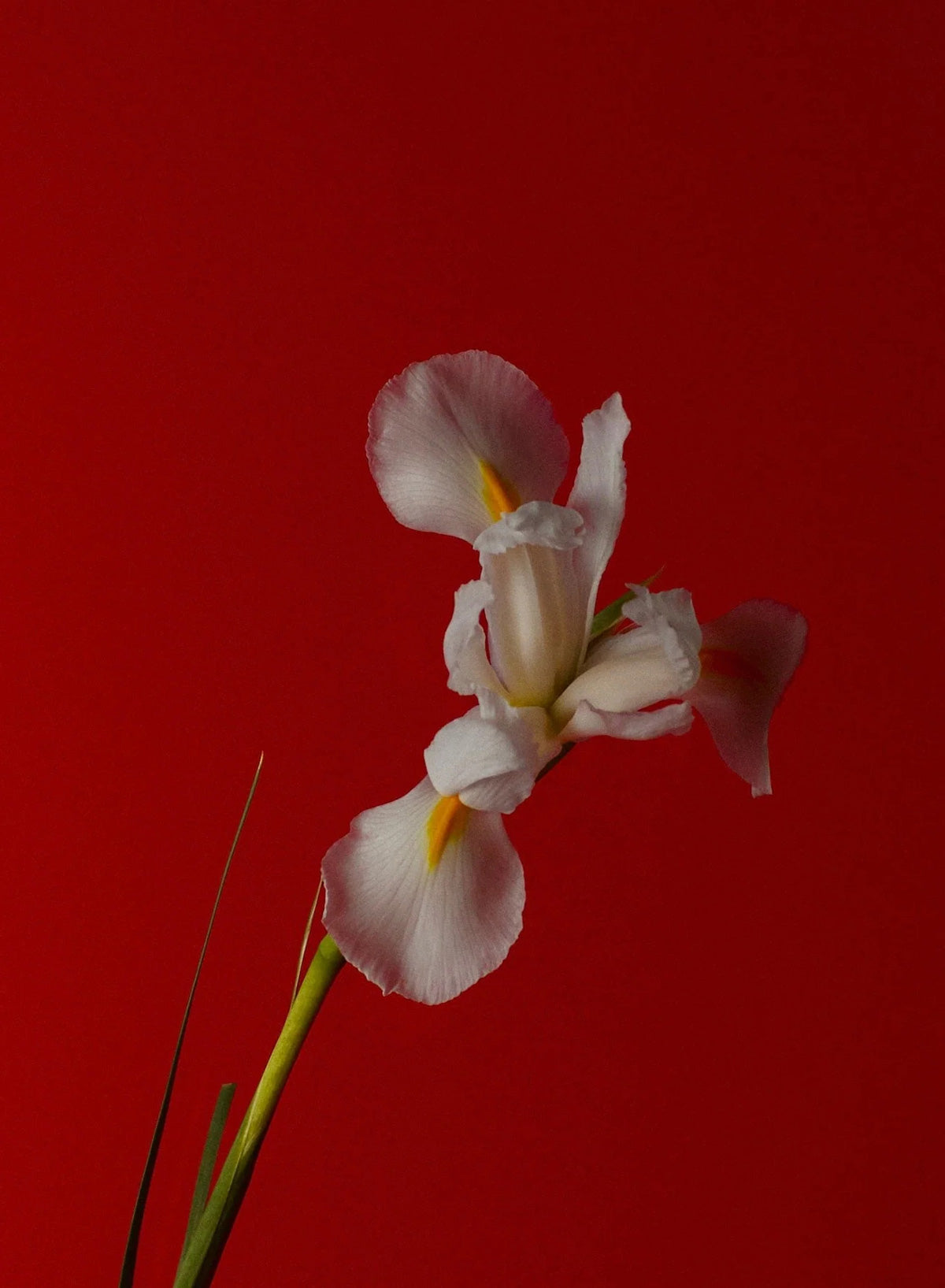 Pink Iris, 6ml - Abel