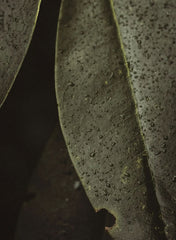 Body Wash Navulling, Herbarium, 500 ml - Frama